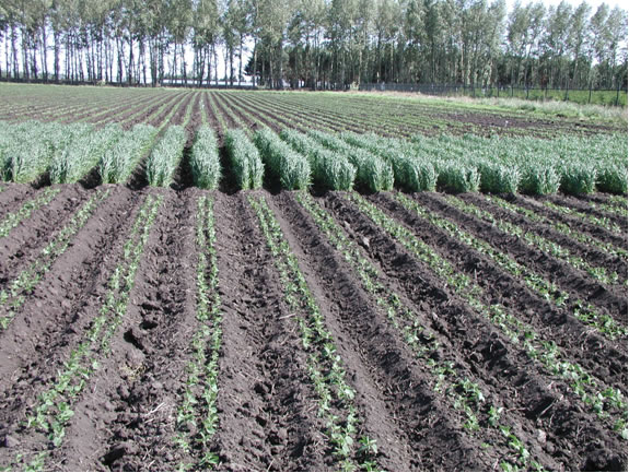 Fields at Hailun Experiment Station