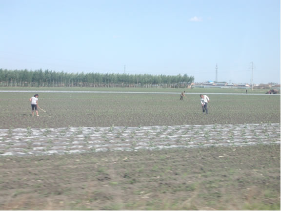 Farmers weeding fields